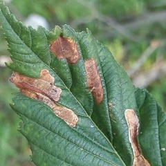 Cameraria ohridella