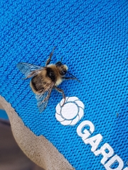 Bombus vancouverensis