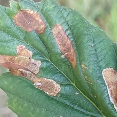 Cameraria ohridella