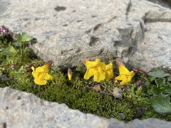 Erythranthe caespitosa