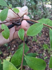 Rhododendron serrulatum