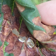 Cameraria ohridella
