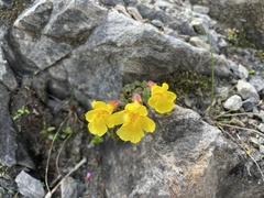 Erythranthe caespitosa