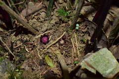 Aspidistra oblanceifolia
