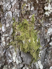 Hypnum circinale