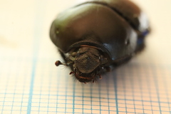 Sericotrupes niger