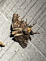 Dasychira meridionalis