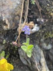 Veronica wormskjoldii