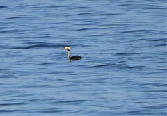 Podiceps cristatus