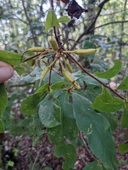 Rhododendron serrulatum