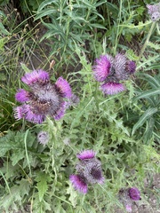 Cirsium edule