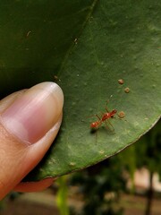 Myrmarachne clavigera