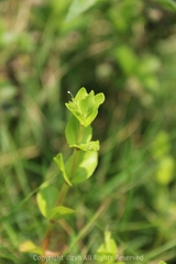 Lindernia rotundifolia