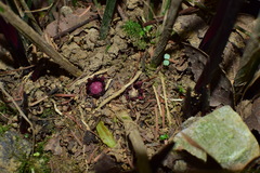 Aspidistra oblanceifolia