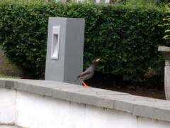 Acridotheres javanicus