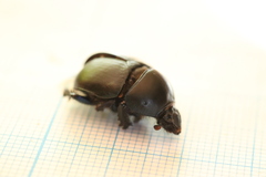Sericotrupes niger