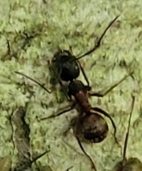 Camponotus chromaiodes