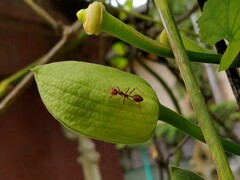 Oecophylla smaragdina