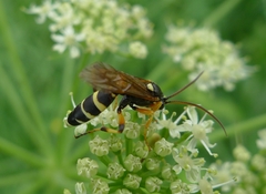 Ichneumon