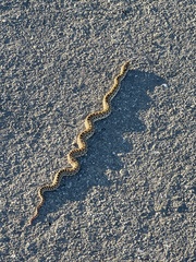 Pituophis catenifer catenifer