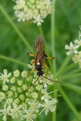 Ichneumon