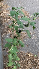 Solanum nigrum