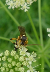 Ichneumon
