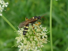 Ichneumon