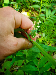 Maianthemum stellatum