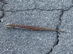 Elgaria multicarinata multicarinata