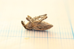 Coniocleonus excoriatus