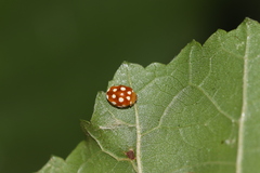 Vibidia duodecimguttata