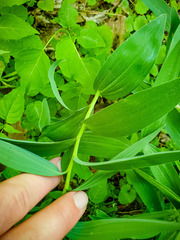 Maianthemum stellatum