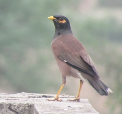 Acridotheres tristis
