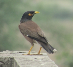 Acridotheres tristis