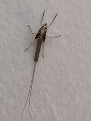 Ephemeroptera