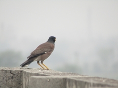 Acridotheres tristis