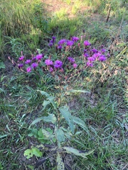 Vernonia fasciculata