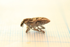 Coniocleonus excoriatus