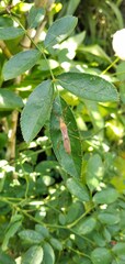 Coreoidea