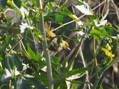 Icterus spurius