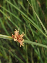 Schoenoplectus pungens