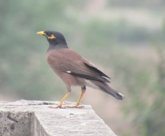 Acridotheres tristis