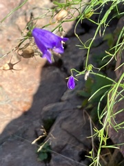 Campanula rotundifolia