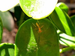 Myrmarachne clavigera