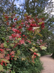 Viburnum opulus americanum