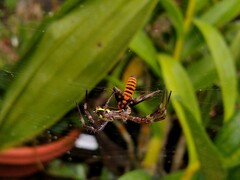Argiope