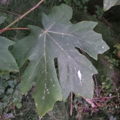 Acer macrophyllum