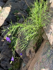 Campanula rotundifolia