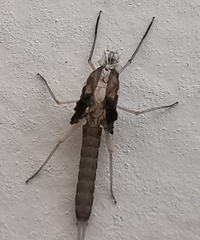 Ephemeroptera